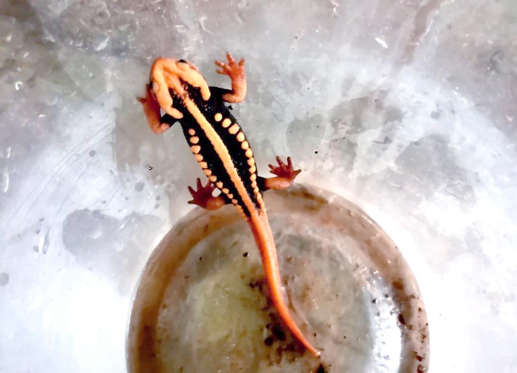 紅瘰疣螈是什么動物_紅瘰疣螈_云南紅瘰疣螈