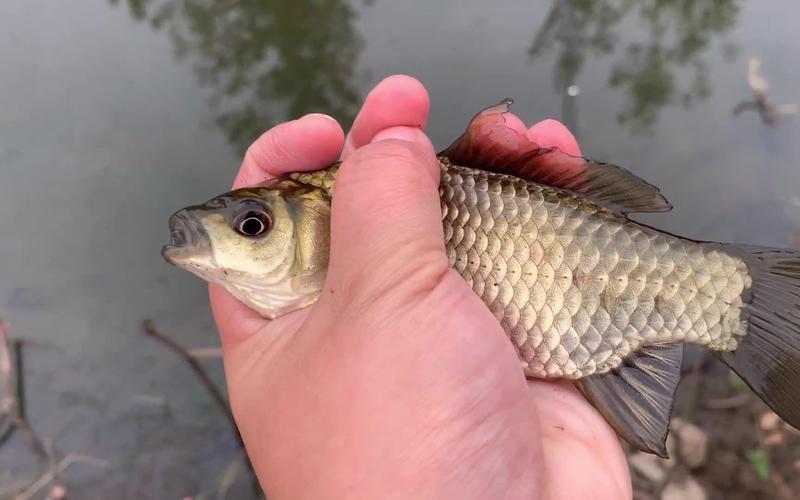 釣魚視頻釣鯽魚視頻_釣鯽魚視頻大全高清_《垂釣對象魚視頻》手竿傳統釣爆連大鯽魚必看