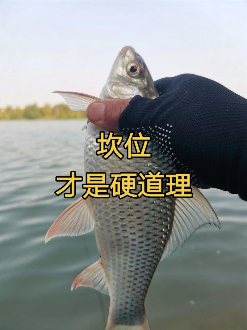 冬天野釣鯪魚技巧_配制魚餌配方_野釣鯪魚