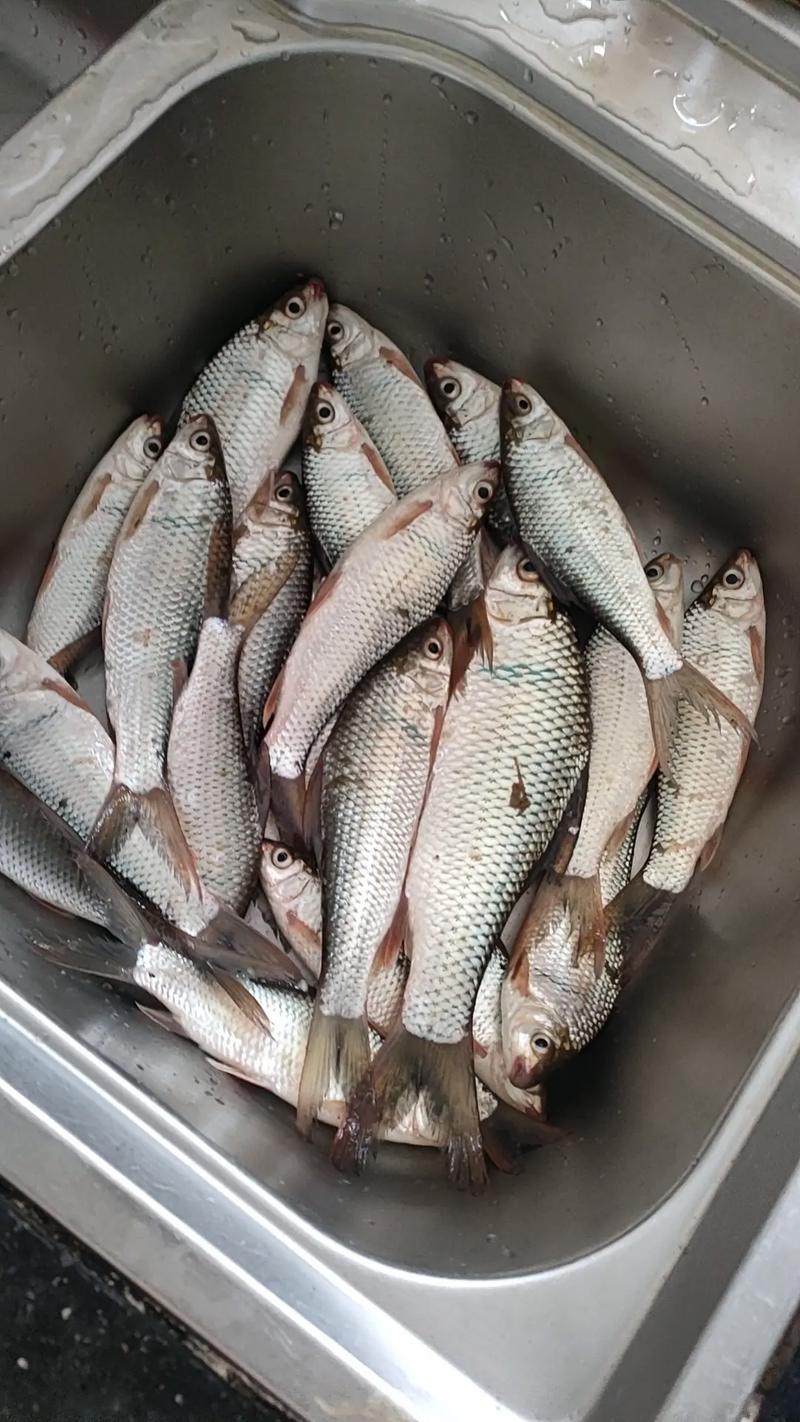 學選位野釣鯪魚_釣點深度季節因素_野釣鯪魚