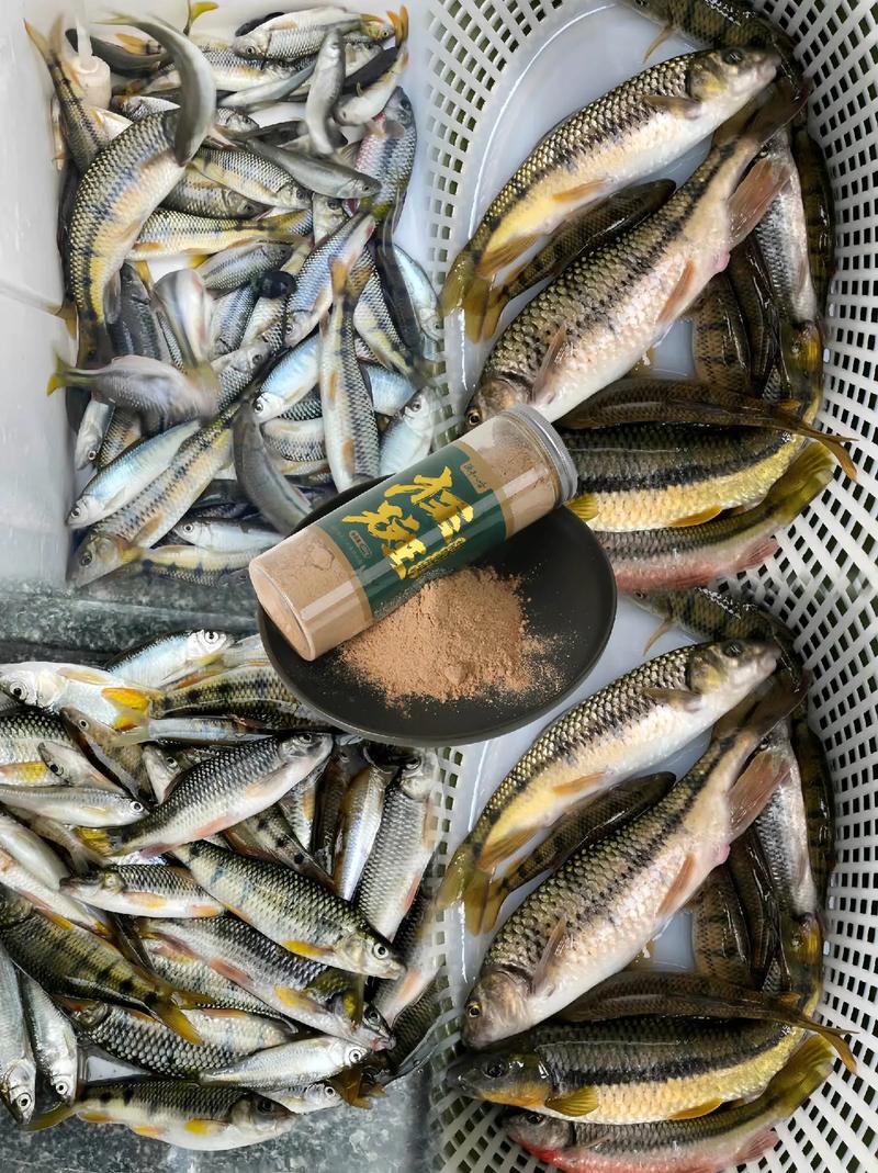 請教一下釣溪石斑用什么餌料?_釣野生石斑魚用幾號鉤_釣野生石斑魚用什么餌料