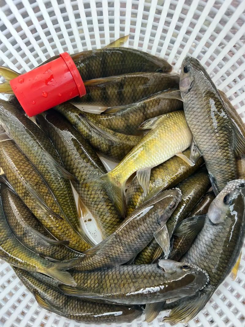 請教一下釣溪石斑用什么餌料?_溪石斑魚冬季活餌使用技巧_冬釣溪石斑魚葷餌選擇