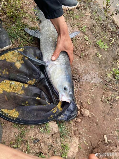 《垂釣對象魚視頻》水庫海竿垂釣草魚視頻必看_釣草魚視屏_釣魚視頻大全釣草魚視頻