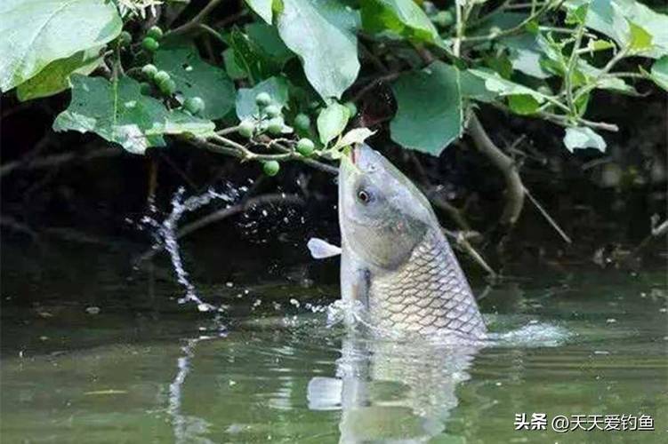 武漢天元釣魚論壇首頁_《垂釣對象魚視頻》武漢天元盛夏力博草魚群必看_武漢天元釣竿