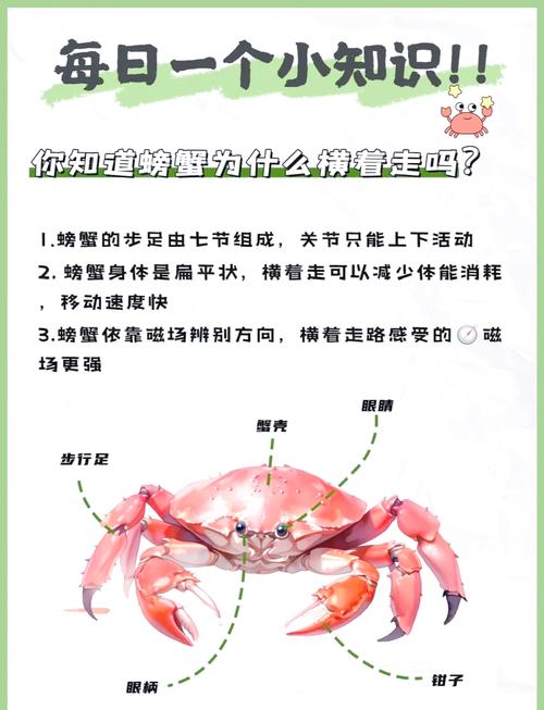 紅毛蟹是什么蟹種_螃蟹橫行原因_觀賞蟹種類