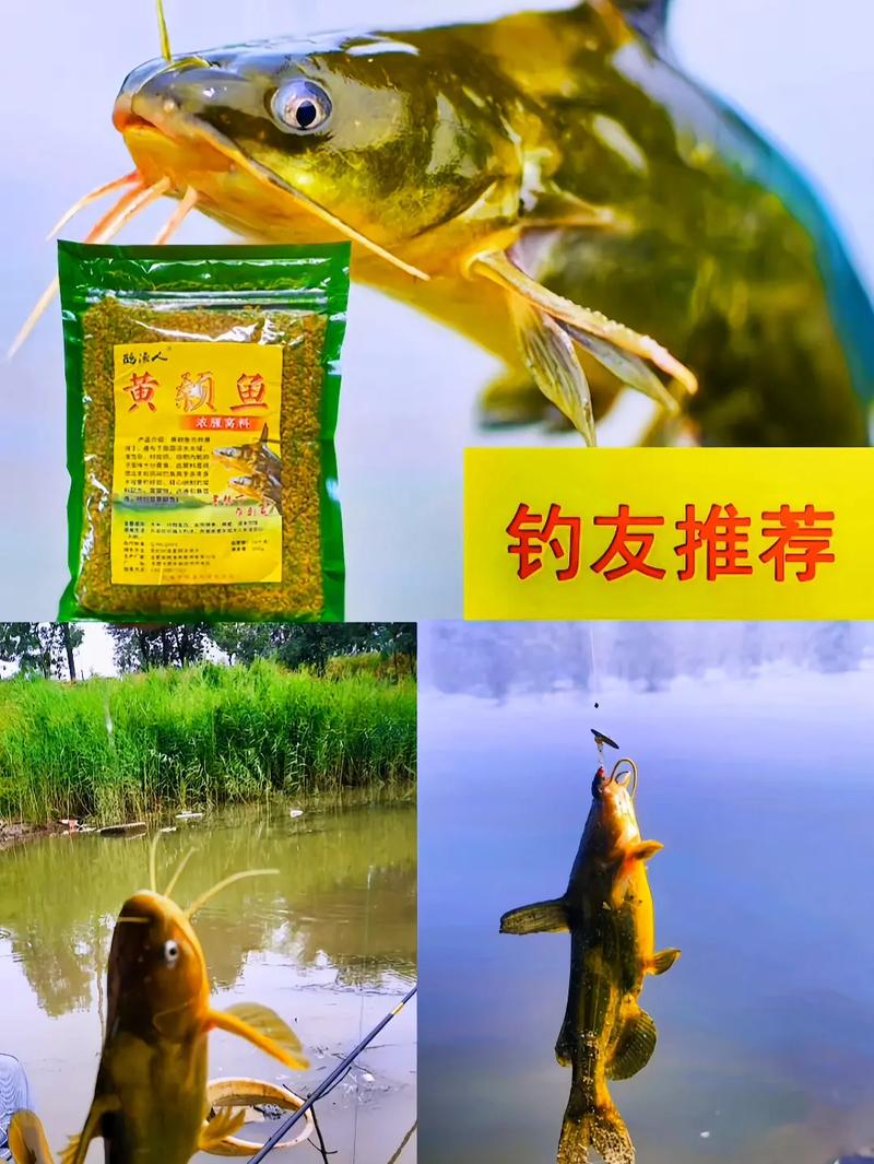 釣黃顙魚用什么打窩最好_野釣黃顙魚用什么打窩_黃顙魚打窩