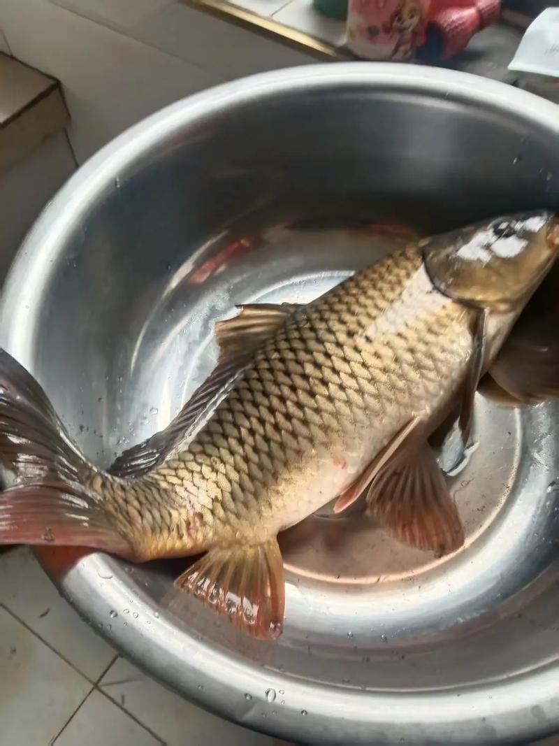 杭州周邊野釣地點_杭州下沙免費釣魚地點_杭州釣魚地圖