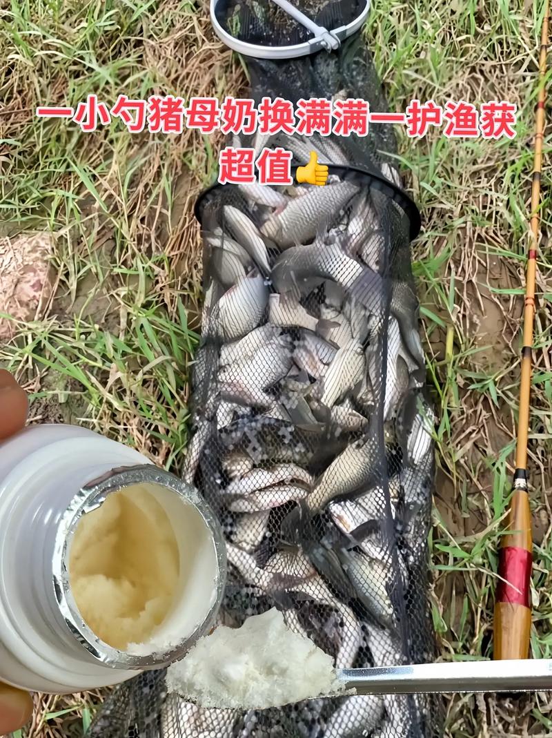 豬母乳誘餌用法_豬母乳用量比例_豬母乳釣魚使用方法