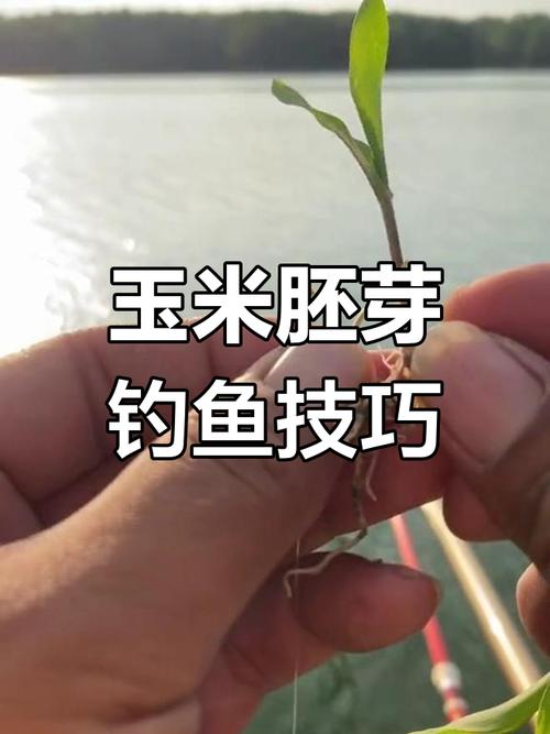嫩葉子釣草魚方法_玉米釣鯉魚技巧_老玉米釣魚技巧