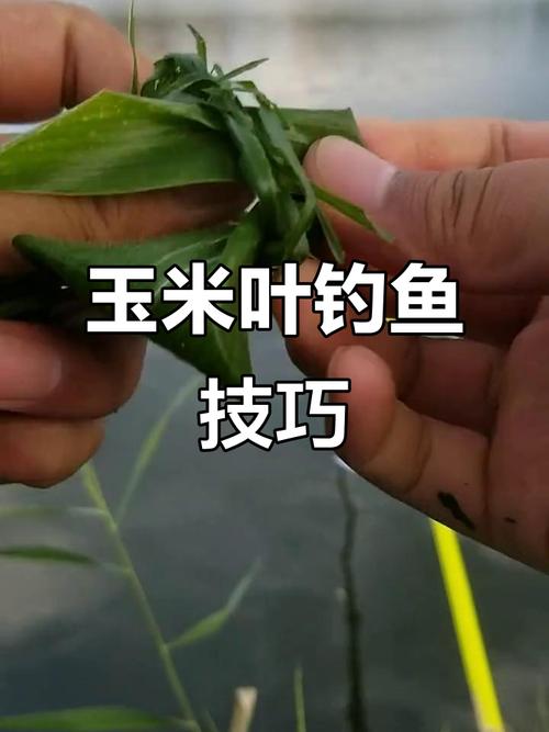 老玉米釣魚技巧_玉米釣鯉魚技巧_嫩葉子釣草魚方法