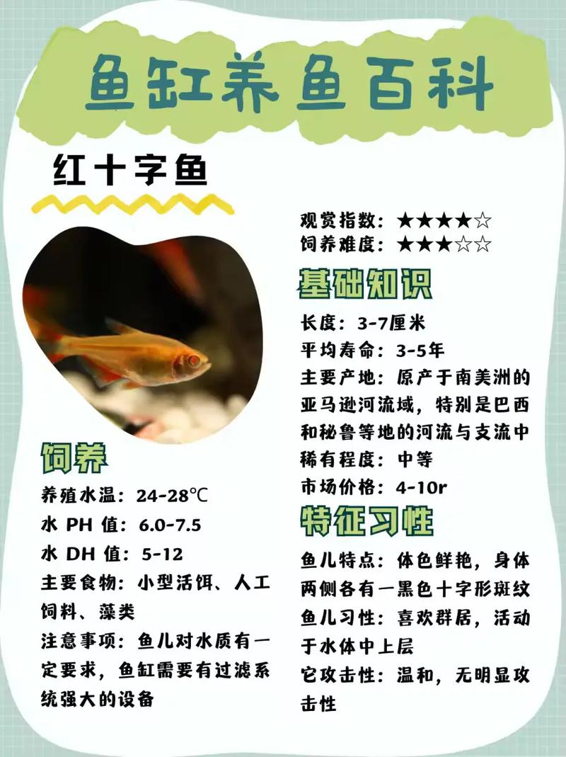 紅十字魚好養嗎？能長多大？這些飼養要點你知道嗎？