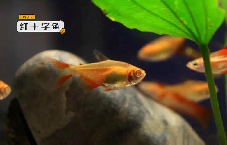 紅十字魚多少錢一條_紅十字魚是什么魚_紅十字魚有攻擊性嗎