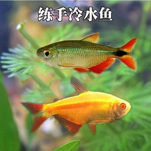 紅十字魚多少錢一條_紅十字魚是什么魚_紅十字魚有攻擊性嗎