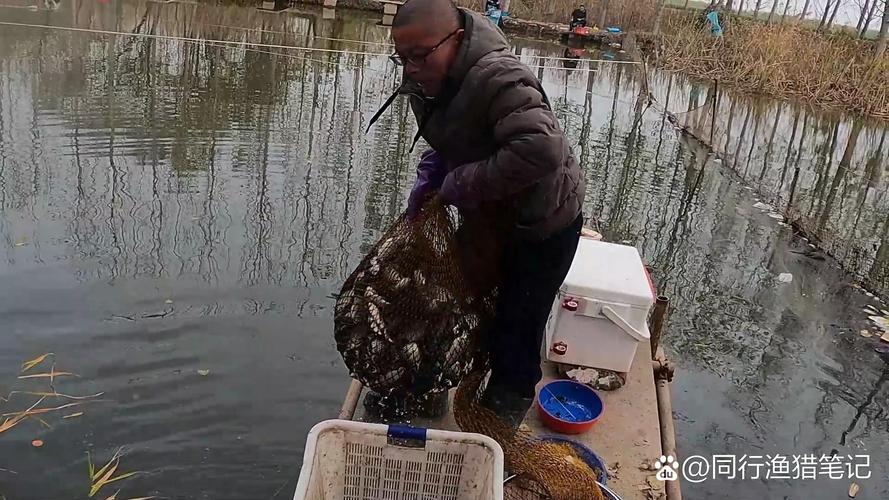 豬母乳釣魚使用方法