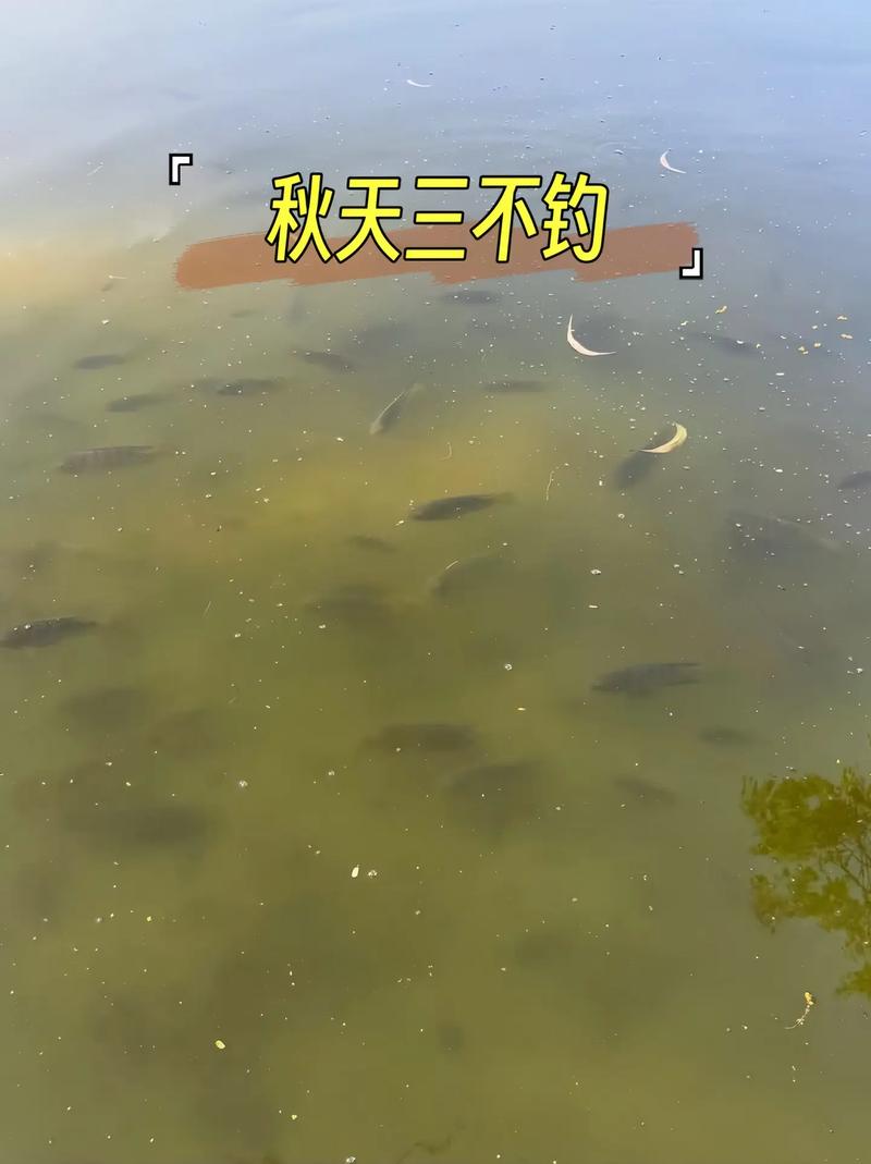 秋季釣鯉魚技巧_北方深秋釣魚技巧_秋分前后釣鯉魚時機