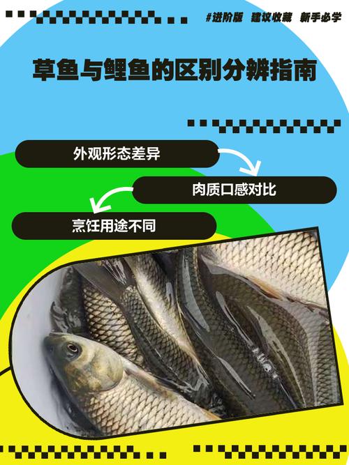冷蒸餌料制作方法_夏季夜釣草魚用什么餌料好_釣草魚不同水溫用餌思路