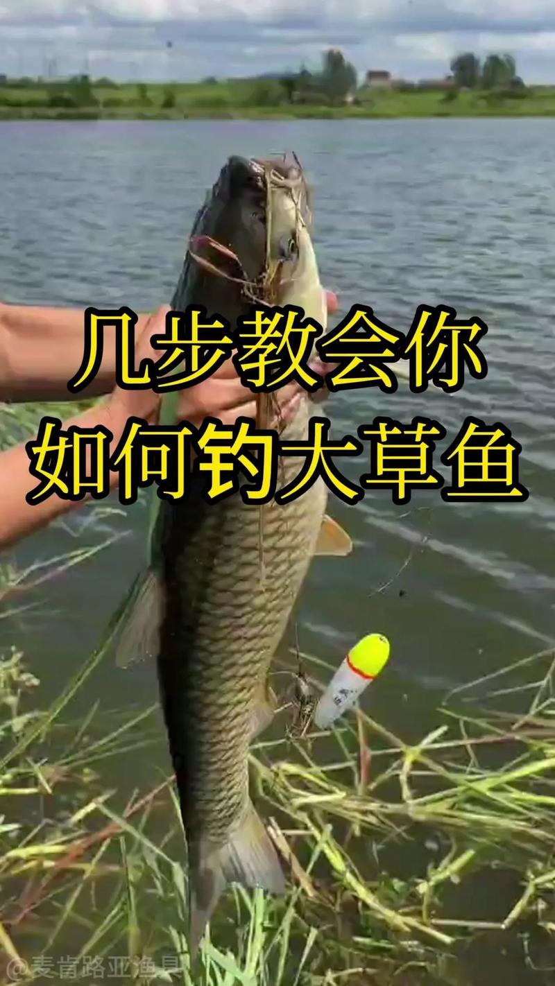 夏季草魚釣點選擇_草魚一天三個釣魚高峰期_夏季晚上釣草魚用什么餌料
