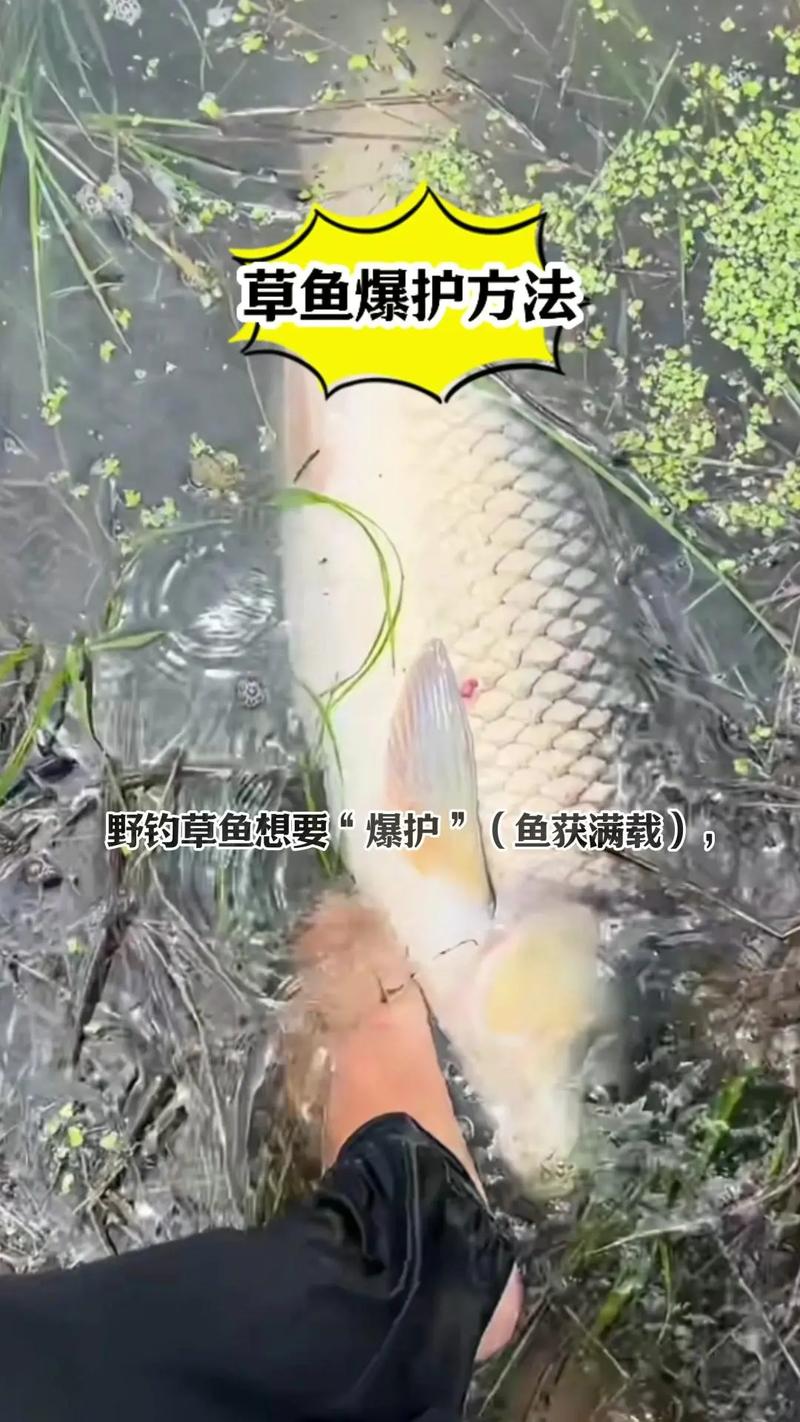 嫩玉米打浮釣半水_草魚爆護秘籍_玉米粒釣草魚怎樣調漂
