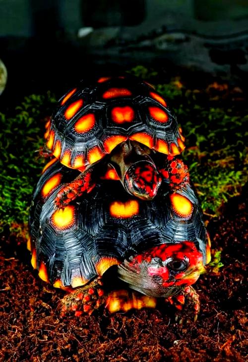 紅腿陸龜是什么龜_紅腿陸龜的壽命_紅腿陸龜如何分公母