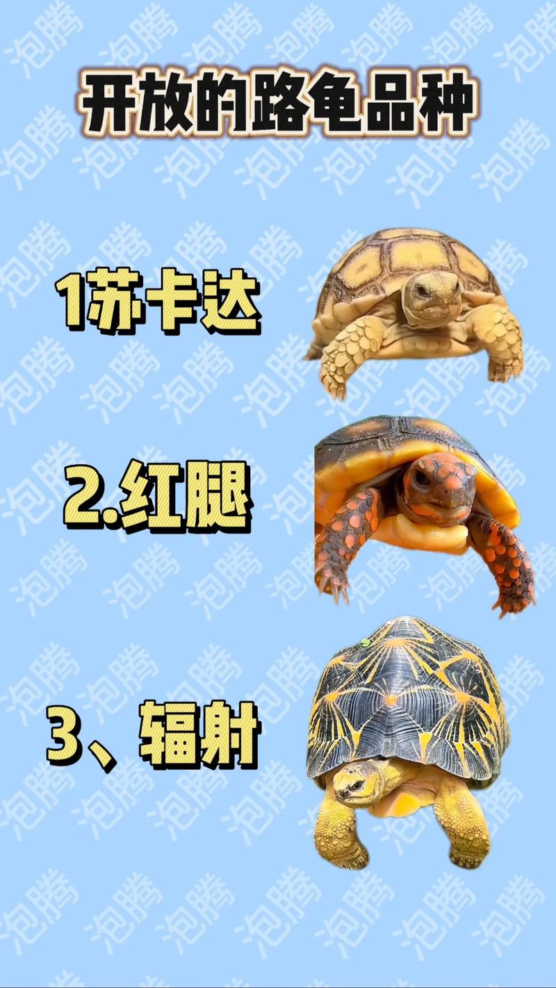 紅腿陸龜的壽命_紅腿陸龜是什么龜_紅腿陸龜如何分公母