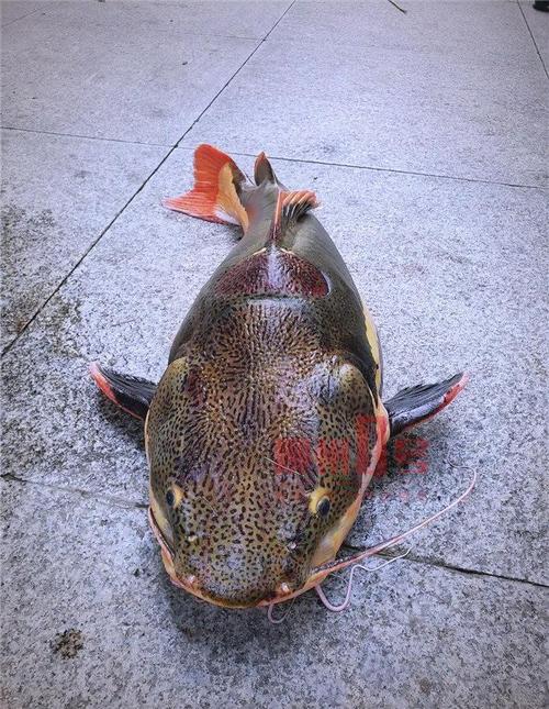 紅尾鯰魚 柳州河東公園 生態環境破壞_紅尾鯰是什么魚