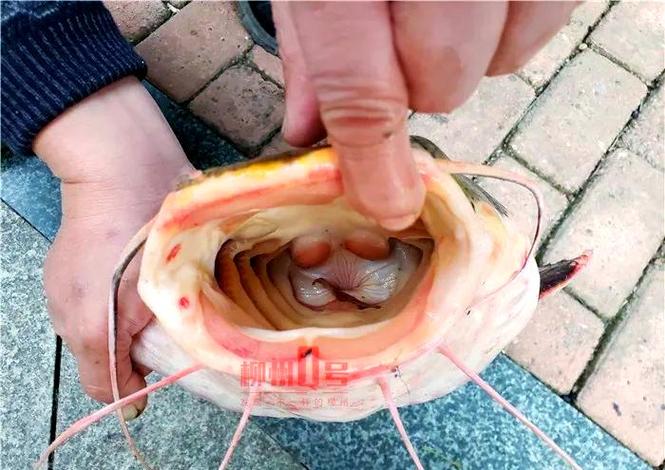 紅尾鯰魚 柳州河東公園 生態環境破壞_紅尾鯰是什么魚