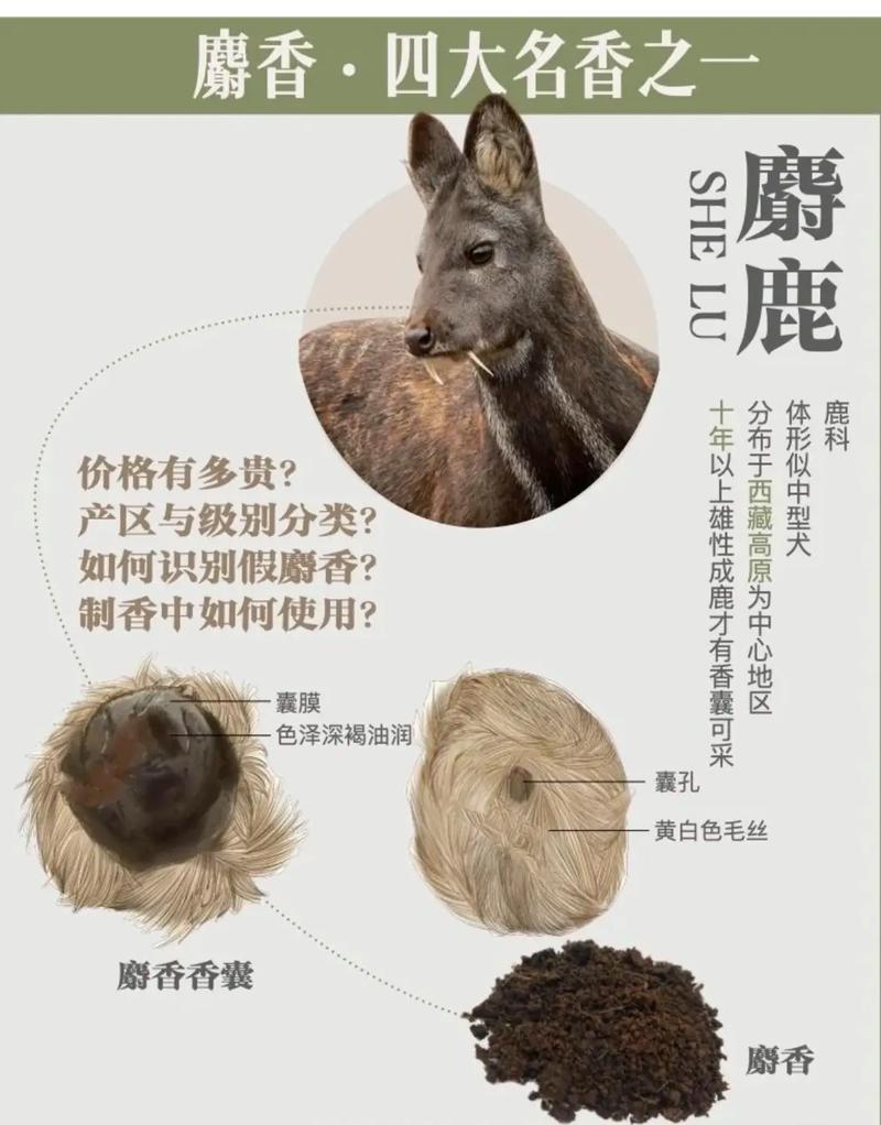 請問人工麝香價格_人工麝香的價格_人工麝香價格為何差別大