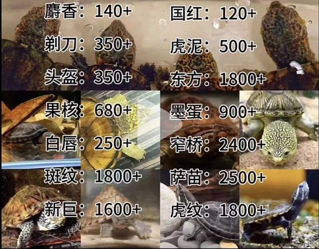 人工麝香價格為何差別大_請問人工麝香價格_人工麝香的價格