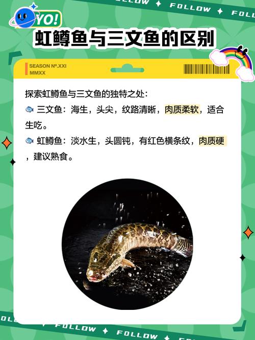 虹鱒魚怎么釣_虹鱒魚怎么殺_虹鱒魚的釣法和技巧