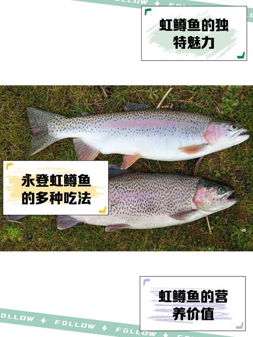 虹鱒魚塊做法_觀賞魚虹鱒_虹鱒魚多少錢一斤
