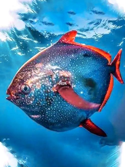 月亮形狀的魚_請問尾巴是月亮的魚叫什么名字_月亮尾巴的魚
