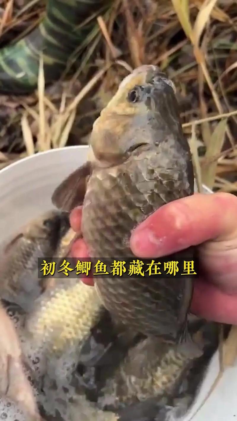 小水面鯽魚密度大_深秋初冬釣魚技巧_深秋初冬釣鯽魚技巧