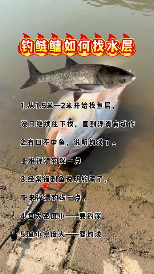 鰱魚特點 生活習性_解密鰱魚的生活習性和釣法必看_鰱魚外形特征 食物來源