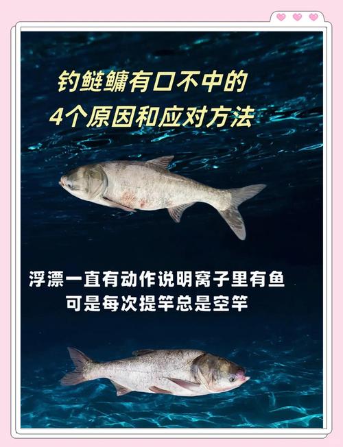 鰱魚外形特征 食物來源_解密鰱魚的生活習性和釣法必看_鰱魚特點 生活習性