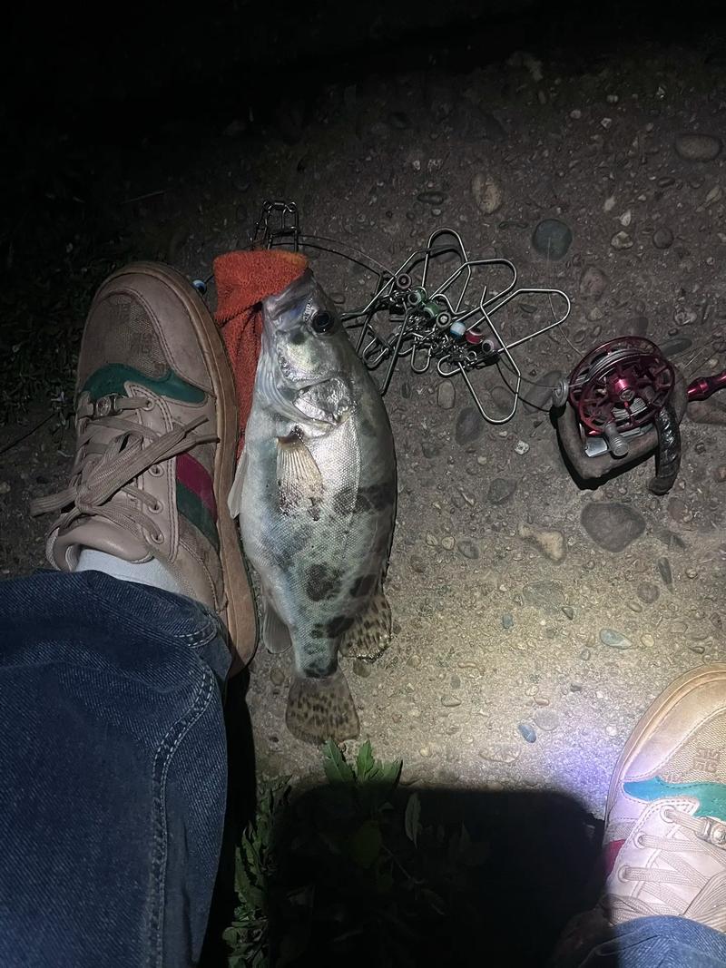 桂魚毒怎么解_解鎖桂江魚解毒了_初戀愛江桂明