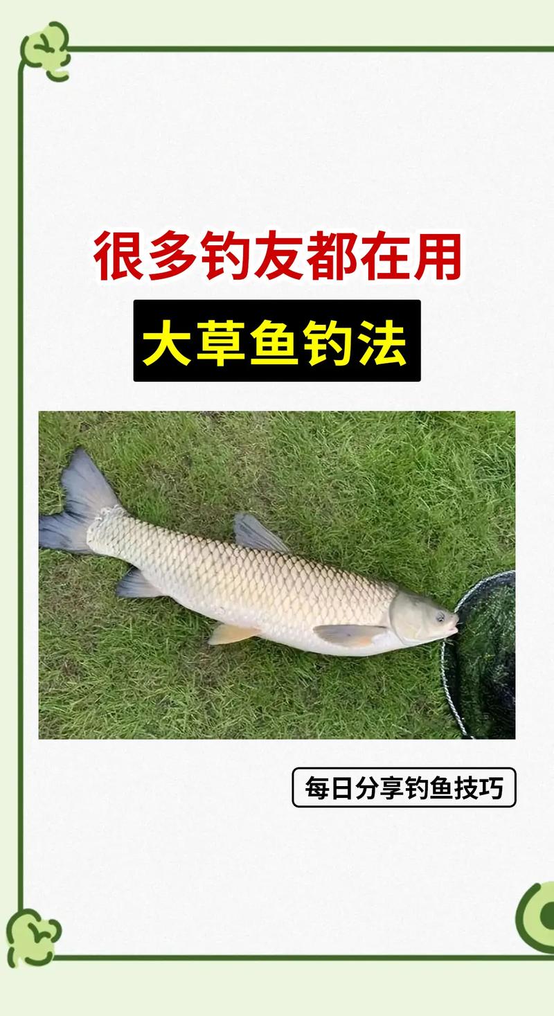 請問野生草魚怎么釣_草魚餌料選擇_野釣草魚技巧