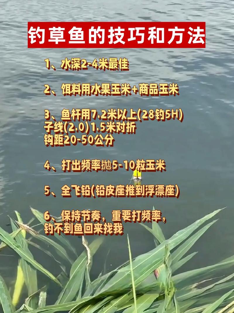 請問野生草魚怎么釣_草魚餌料選擇_野釣草魚技巧