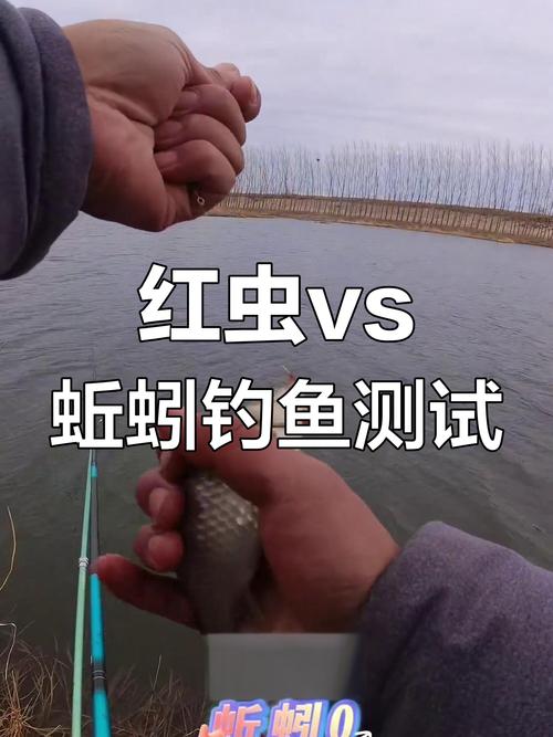 野釣蚯蚓和紅蟲哪個更好_蚯蚓紅蟲野釣效果對比_新手野釣蟲餌選擇_傳統野釣蚯蚓釣魚視頻