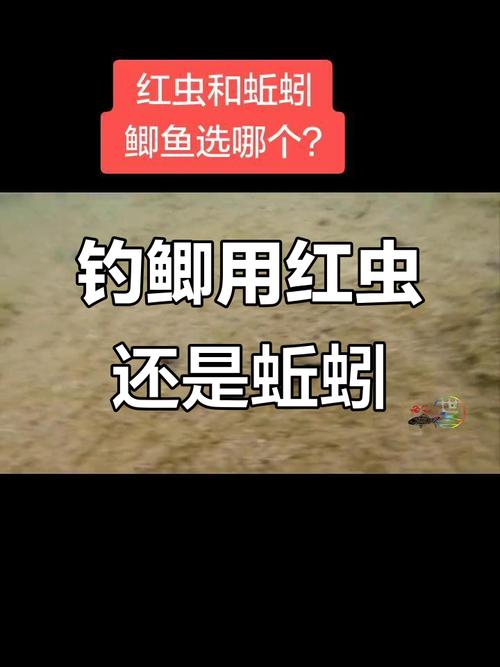 野釣蚯蚓和紅蟲哪個更好_蚯蚓紅蟲野釣效果對比_新手野釣蟲餌選擇_傳統野釣蚯蚓釣魚視頻