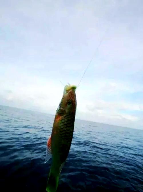 廣州萬頃沙釣魚_釣魚廣州_萬頃沙野釣