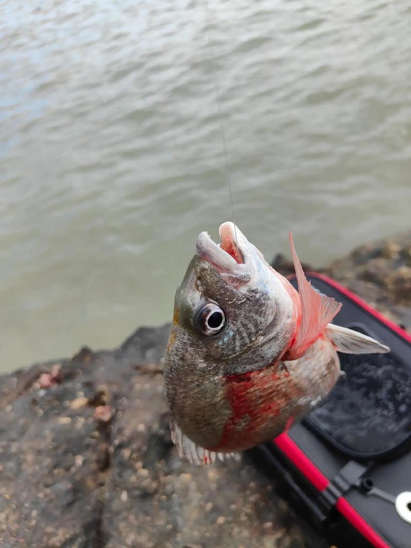 海釣黑魚視頻_海釣黑漂視頻_《海釣視頻》浮游磯釣黑鯛魚大爆連必看