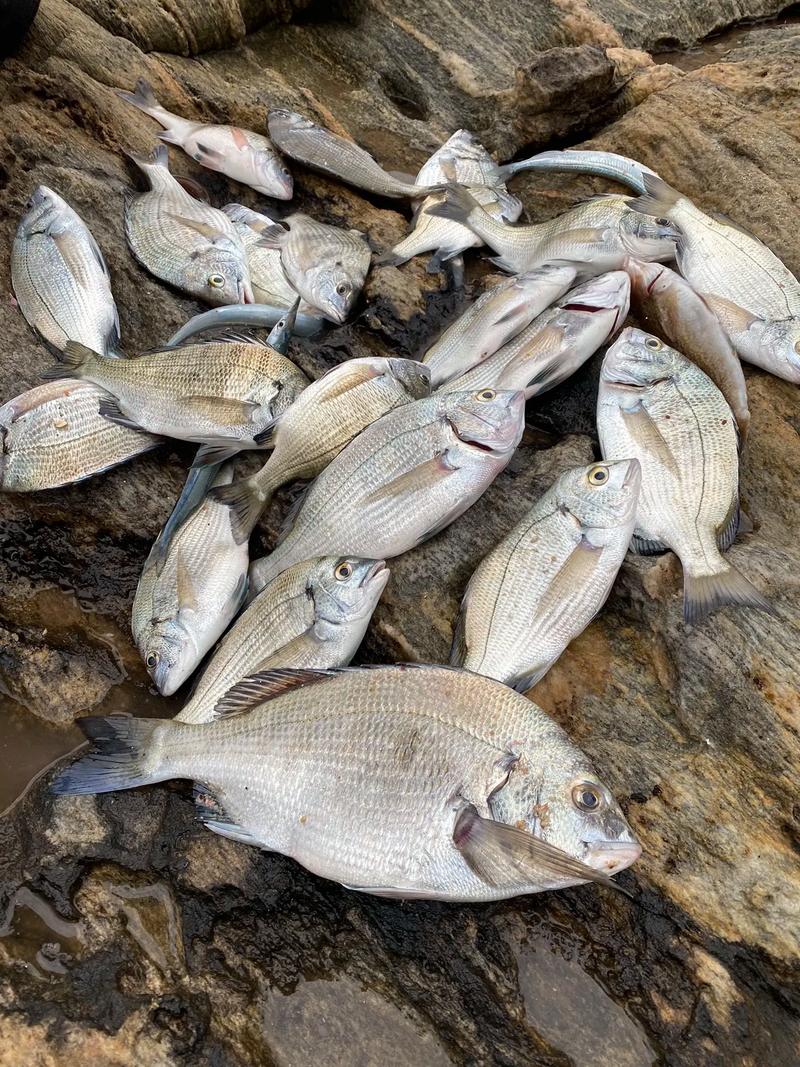 海釣黑漂視頻_《海釣視頻》浮游磯釣黑鯛魚大爆連必看_海釣黑魚視頻