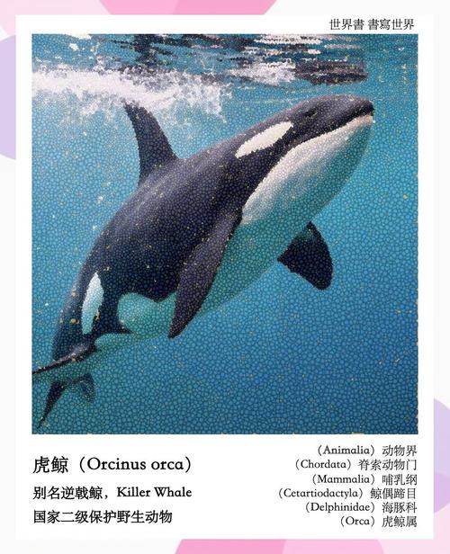 虎鯨的生活環境_虎鯨的生活_虎鯨的資料及生活習性