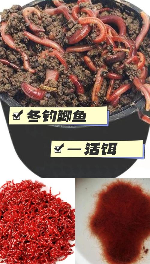 冬季草魚餌_冬天釣草魚用什么餌料效果最好呢_冬釣草魚餌料配方大全