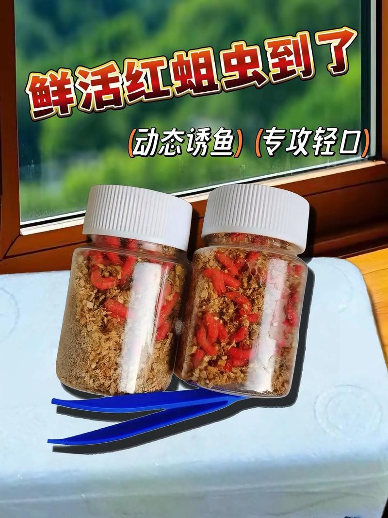 紅蟲魚餌保存技巧_資深釣友揭秘紅蟲餌如何養殖與上餌技巧必看_紅蟲魚餌飼養方法