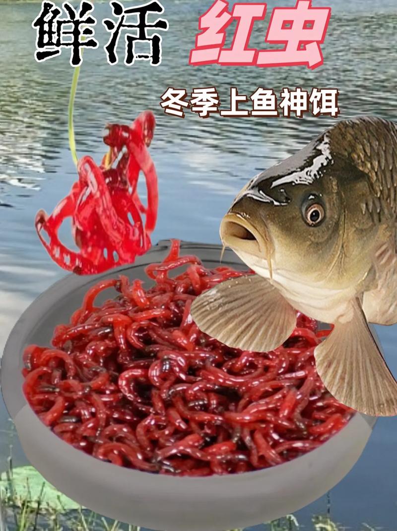 紅蟲魚餌保存技巧_資深釣友揭秘紅蟲餌如何養殖與上餌技巧必看_紅蟲魚餌飼養方法