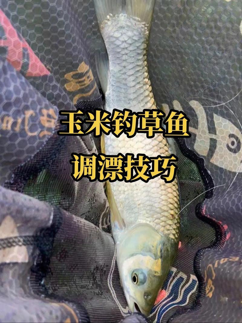 釣草魚玉米餌料蚯蚓餌_冬天釣草魚用什么餌料好