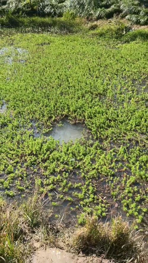 長竿短線釣草洞_長桿短線釣魚技巧_傳統釣法長竿短線技巧