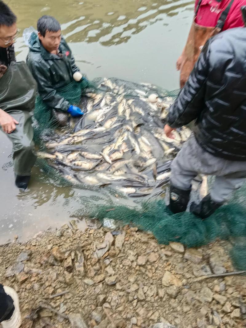 長壽湖富硒有機魚銷售情況_長壽湖釣魚怎么收費_長壽湖富硒有機魚捕撈