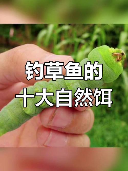 冬天釣草魚用什么餌料好_釣草魚植物餌料_贛南釣草魚植物餌料技巧